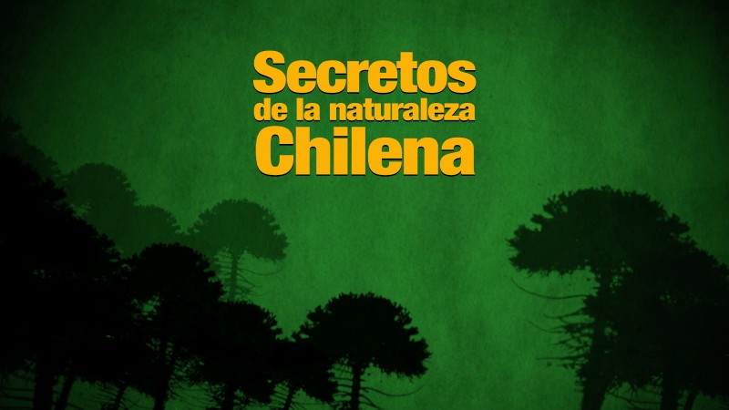 Secretos de la naturaleza chilena