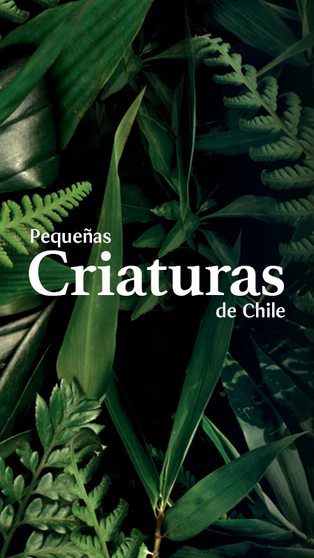 Pequeñas Criaturas de Chile