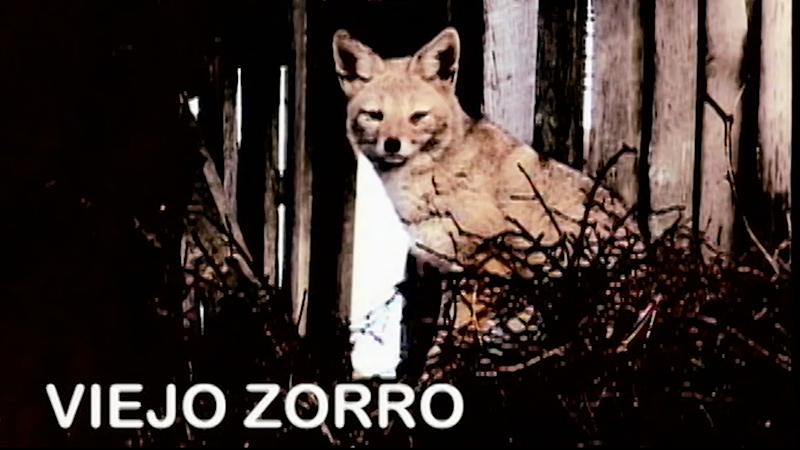 Viejo Zorro